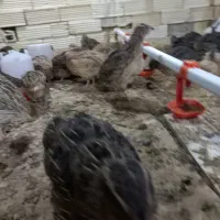 بلدرچین|حیوانات مزرعه|خمینیشهر, |دیوار