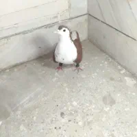 ساده سرخ قلدر