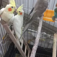 طوطی عروس هلندی و برزیلی