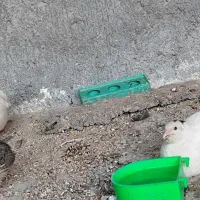 دو عدد بلدرچین گوشتی سفید