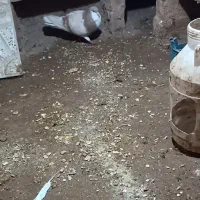 کفتر|پرنده|اسفراین, |دیوار