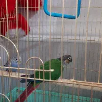 گرینچیک نراماده ۳۷۰۰۰۰۰تومان