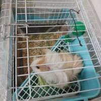 خوکچه هندی طلایی