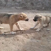 توله سگ سرابی