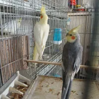 عروس هلندی|پرنده|ری, علایین|دیوار