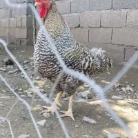 2تا خروس با 6مرغ آمروک