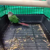 گرینچیک|پرنده|قم, آزادگان|دیوار