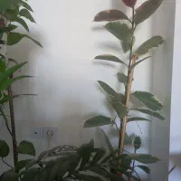 فیکوس ابلق دو شاخه|گل و گیاه طبیعی|شیراز, رکنآباد|دیوار