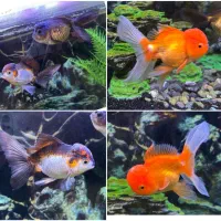 ۳ عدد گلدفیش هد دار و بزرگ