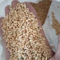 گندم|لوازم جانبی حیوانات|مشهد, انصار|دیوار