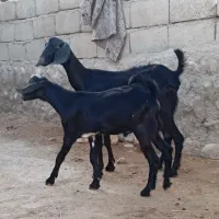 بز جوان با کهره نر بزرگ اطراف رویدر|حیوانات مزرعه|رویدر, |دیوار