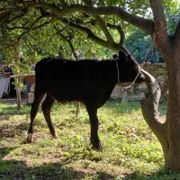 گوسالهنراصیل|حیوانات مزرعه|کومله, |دیوار