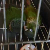 طوطی گرینچیک بلک کپ|پرنده|قائم‌شهر, |دیوار