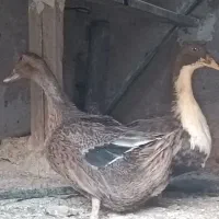 اردک نر و ماده بالغ و یک مرغ کاکلی مینیاتوری|پرنده|بجستان, |دیوار