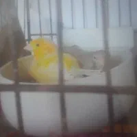 قناری جفت اماده سپیدان