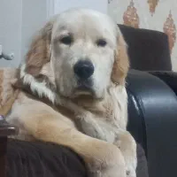 گلدن ۱۰ ماهه نر خانگی