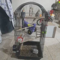 عروس هلندی آماده تخم‌گذاری