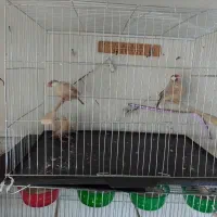 فنچ نرگسی شکلاتی|پرنده|ارومیه, |دیوار