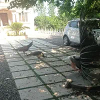 فروش طاووس