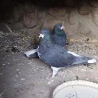 جفت خشرنگ یقه کیپ تمیز|پرنده|جوزار, |دیوار