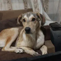 سگ میکس عراقی مخصوص گله ونگهبانی