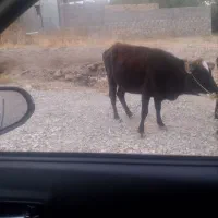 یک گاو ماده ویک گوساله نر|حیوانات مزرعه|بم, |دیوار