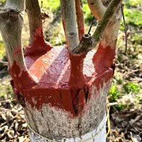 پیوند گردو با ۱۲ سال سابقه