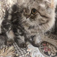 گربه پرشین نر|گربه|مراغه, |دیوار