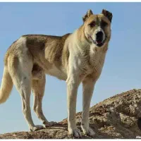 فروش سگ نگهبان