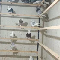 کفتر پرشی|پرنده|هشتگرد, فاز ۱ مهستان|دیوار