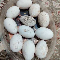 تخم قو غاز نطفه دار تضمینی