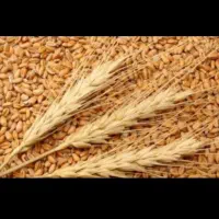 گندم بذری