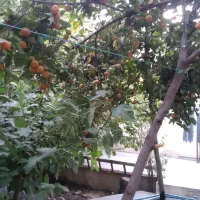 اجاره ویلایی کوتاه مدت دربست