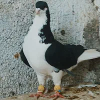 کبوتررنگی پرنده|پرنده|بوئین زهرا, |دیوار