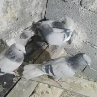 کبوتر سبز دمسفید