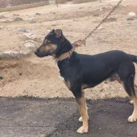 توله یه ساله افغانی|سگ|بهار, |دیوار