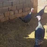 بوقلمون|پرنده|اسفراین, |دیوار