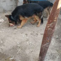 سگ ژرمن شولاین