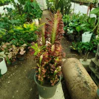 گل فروشی|گل و گیاه طبیعی|آزادشهر, |دیوار