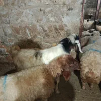 بز نر (ساورین) داشتی|حیوانات مزرعه|جوانرود, |دیوار