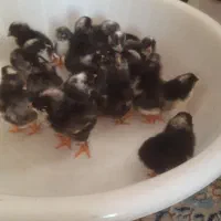 فروش جوجه ی  نژاد امروک  امریکایی|حیوانات مزرعه|لنگرود, |دیوار