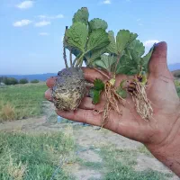 فروش نهال توت فرنگی|خدمات باغبانی و درختکاری|جیرفت, |دیوار