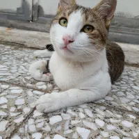 واگذاری گربه dsh