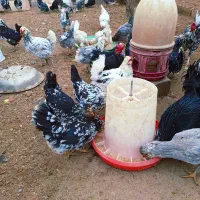 تخم مرغ نطفه دار گلین چهل تاژ ریشی|حیوانات مزرعه|نجفآباد, ویلاشهر|دیوار