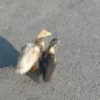 حیوانات مزرعه داودآبادی