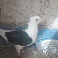 جفت نر وماده کله و ماده پشتی