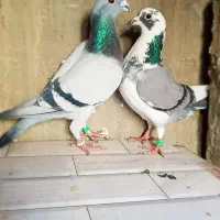 کبوتر استورع نرماده