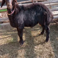 فروش بره نر|حیوانات مزرعه|فیروزآباد (آذربایجان), |دیوار