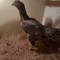 لاری مرغ طوسی|حیوانات مزرعه|تهران, نعمت‌آباد|دیوار