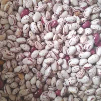 خدمات بوجاری گندم بذر یونجه لوبیا نخود حبوبات|عمده‌فروشی|شیراز, شهرک کوشکک|دیوار